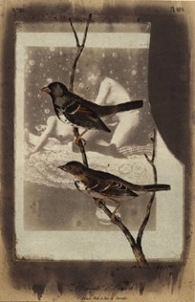 Paul Cava, Finch