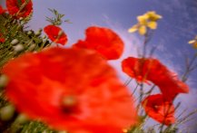 Verf., Flowering red Poppy