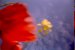 Verf., Flowering Red Poppy 035