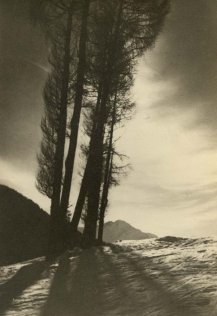 Unknown photographer, Trees in the snow