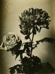 Unknown photographer, Flower still life (3 mounted photos)